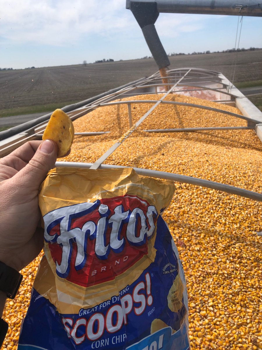 Hauling yellow food corn to Frito Lay and snacking on the end product 🌽👍