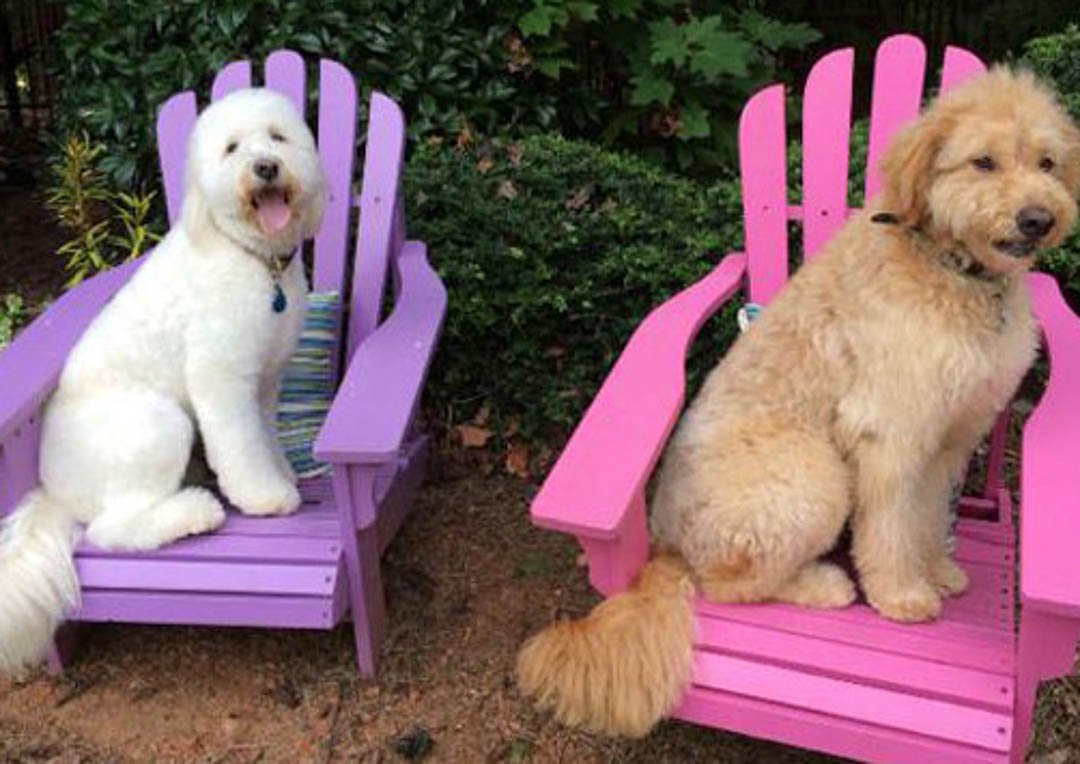 off leash dog academy