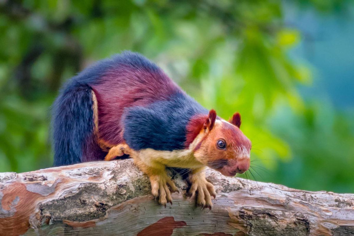 alfonslopeztena's tweet photo. The multicoloured Malabar giant squirrel, also known as the Indian giant squirrel, has been spotted in a forest in the Pathanamthitta District of India by Kaushik Vijayan. https://t.co/vJ8hkPnezt