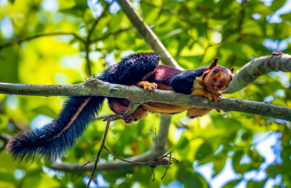 alfonslopeztena's tweet photo. The multicoloured Malabar giant squirrel, also known as the Indian giant squirrel, has been spotted in a forest in the Pathanamthitta District of India by Kaushik Vijayan. https://t.co/vJ8hkPnezt