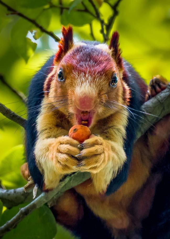 alfonslopeztena's tweet photo. The multicoloured Malabar giant squirrel, also known as the Indian giant squirrel, has been spotted in a forest in the Pathanamthitta District of India by Kaushik Vijayan. https://t.co/vJ8hkPnezt