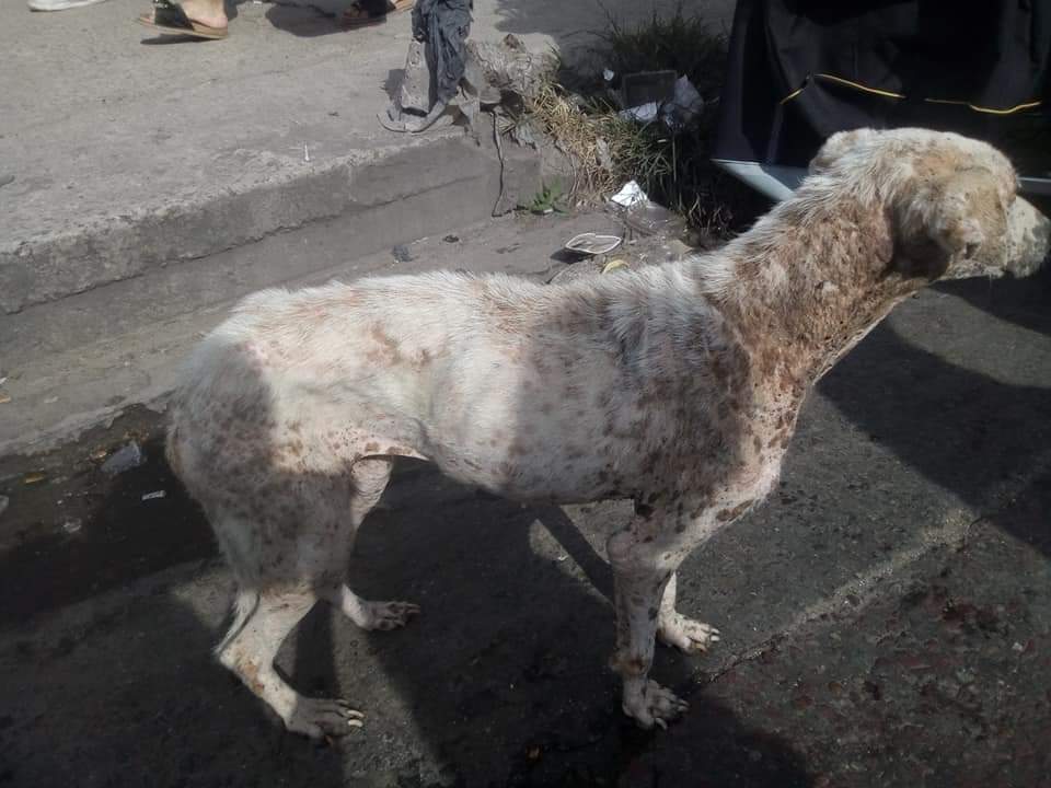 Este🐕anda deambulando por la feria La Salada😣
LOMAS DE ZAMORA

No sé deja tocar, tiene mucho miedo y está muy triste.
Los hdp de la feria lo echan y lo maltratan😔
Tránsito #URGENTE o un hogar🙏antes de que llegue el invierno Se va a morir😭
¡POR FAVOR! #AYUDA

Melu
1159897016