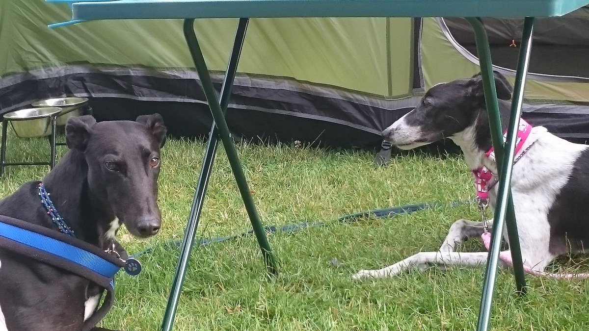 willysfosters's tweet photo. @sallygreyt rest easy my bootiful sisfur and let BW look after you 💔🐾🌈😥 https://t.co/I4DGZJwJGb