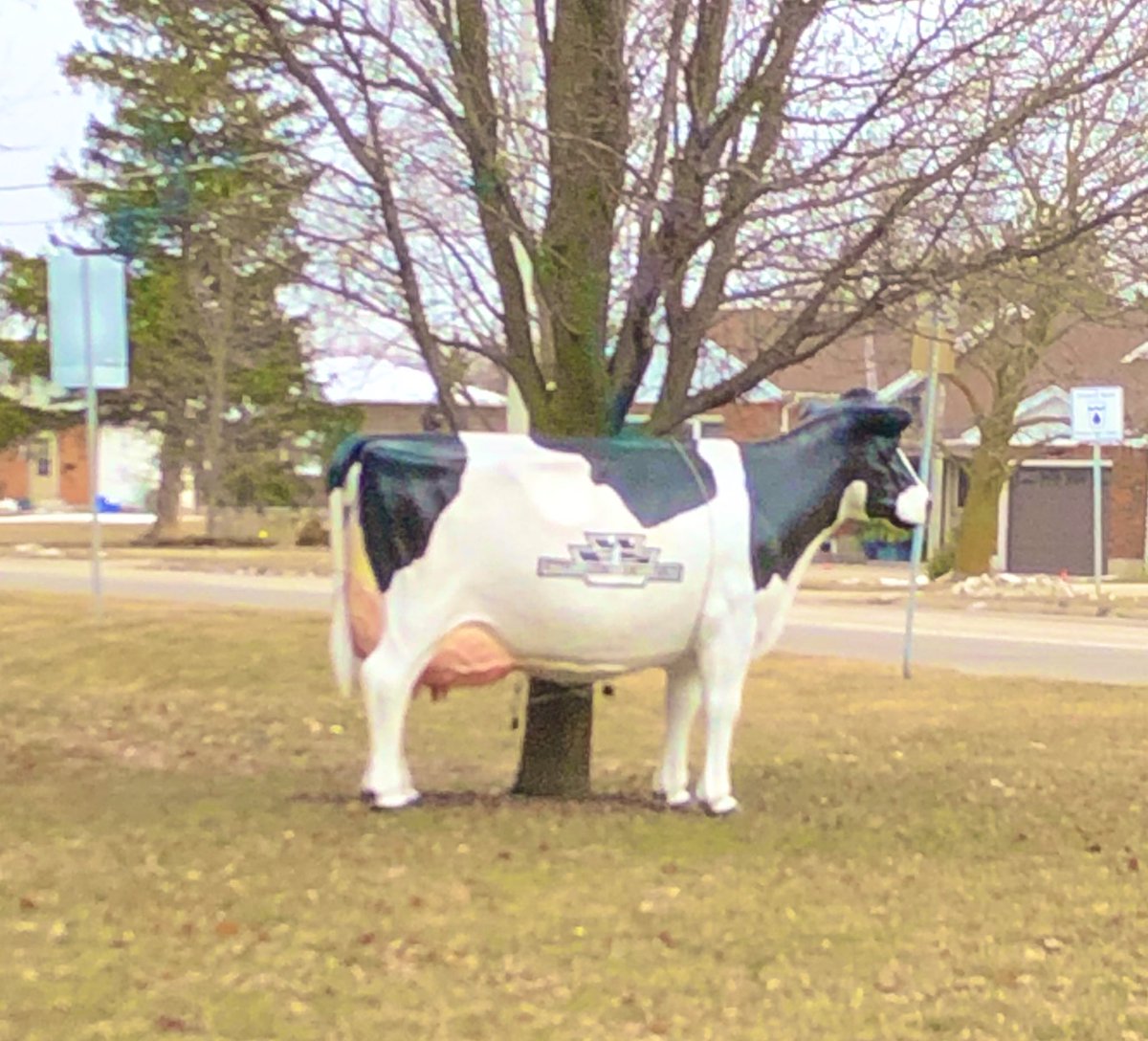 WDSchumm's tweet photo. Going to the #CDX2019? Head to #Stratford and turn left at the Wallenstein Cow! @WallensteinFeed @CDX2019 https://t.co/50lgl8R16A