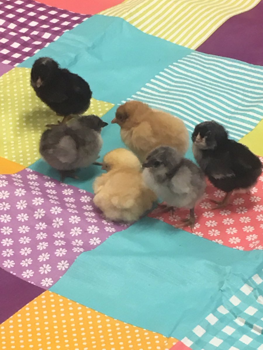 RobinPincus's tweet photo. I have enjoyed watching the excitement come over our class with all the new chicks!
#PanthersEngaged
#PKESadmin #PKESAP
#PKESAAP https://t.co/s8sLg9RE87