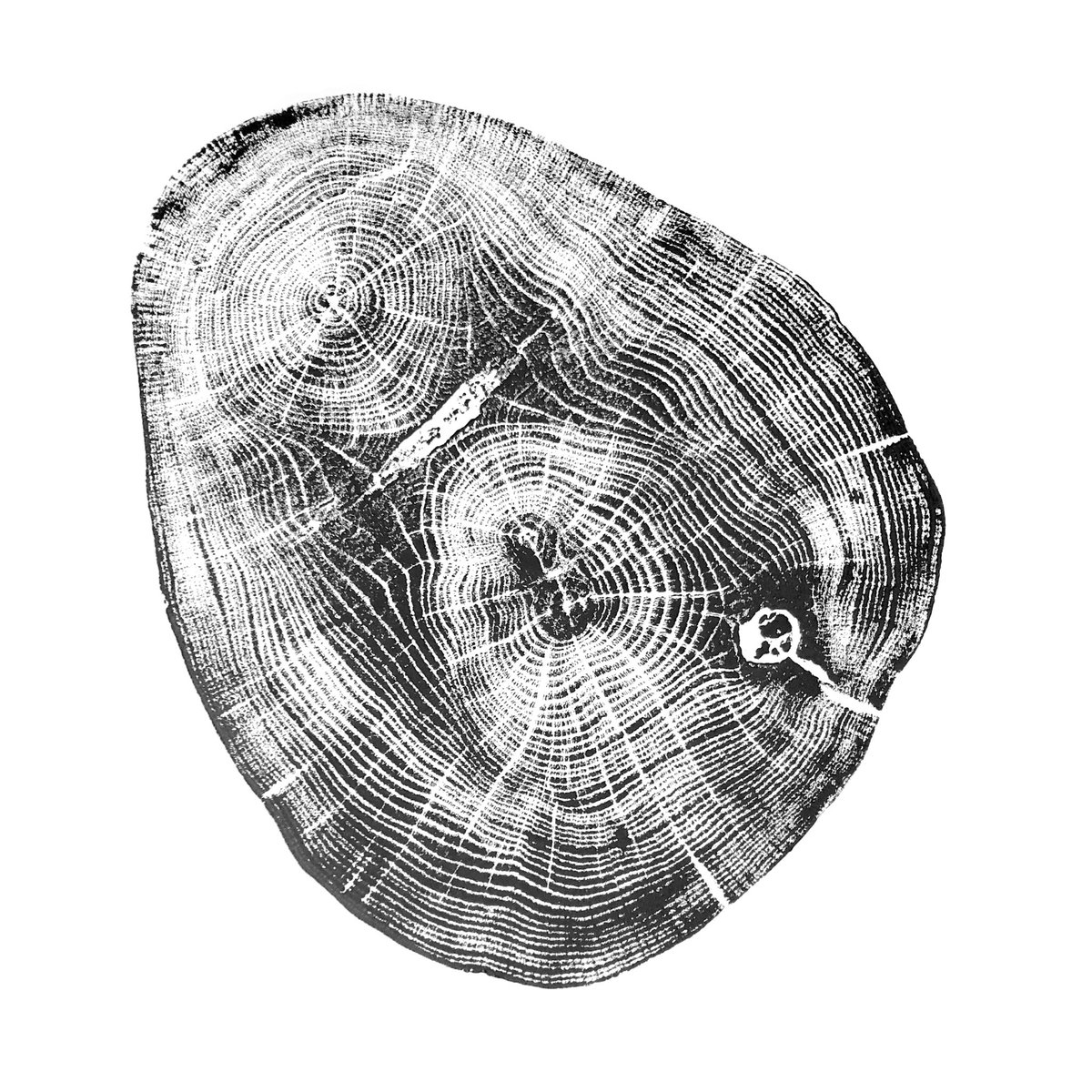nacoille_studio's tweet image. Latest print, a nice piece of local #englishoak #treerings #treeringprint #madeinottawa