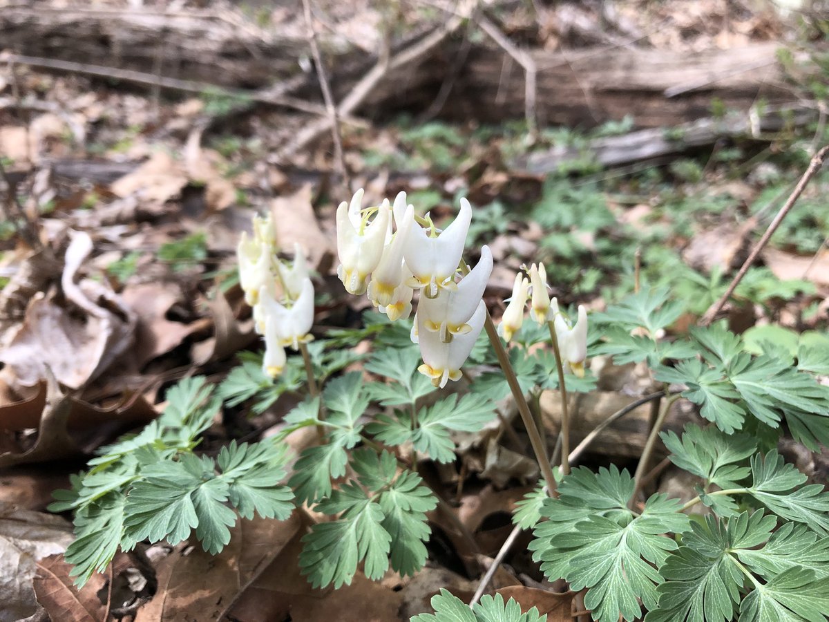 WVU Core Arboretum tweet media