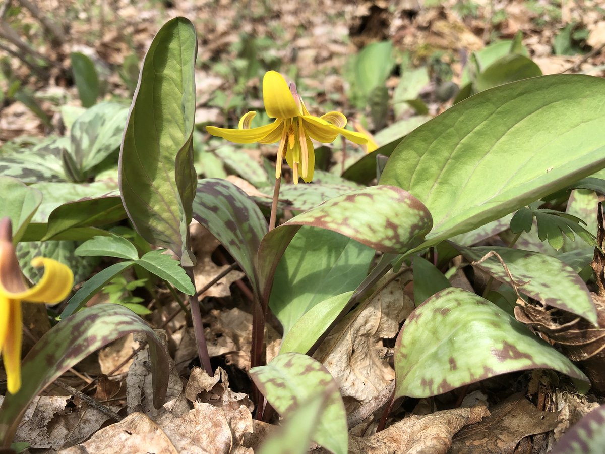 WVU Core Arboretum tweet media