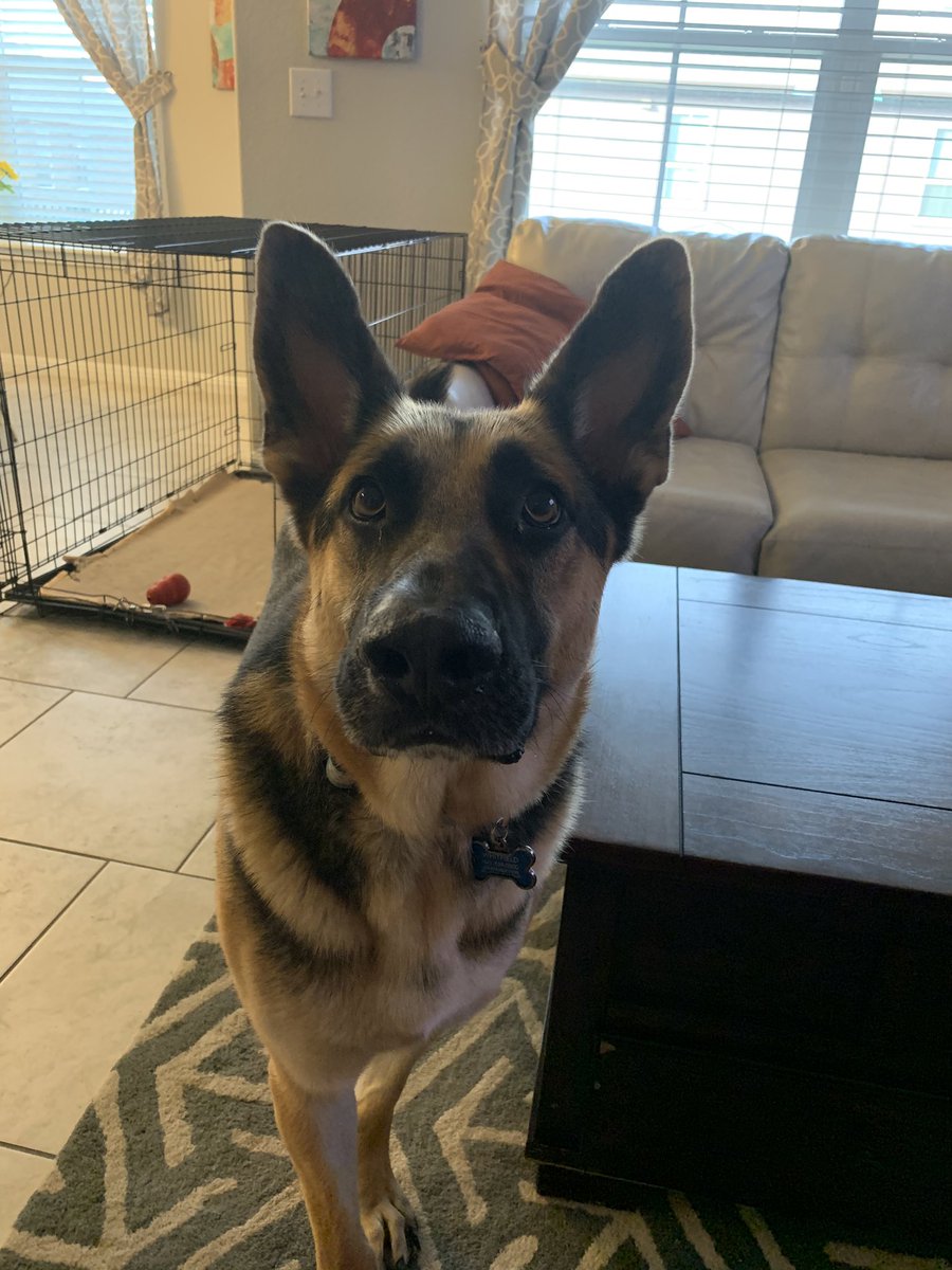 audilvrs7's tweet photo. Just throw the tennis ball, Mom! #lovemypuppy #totallyfocused #sancho 💚 🐾 💚 https://t.co/6OvfblxCJY