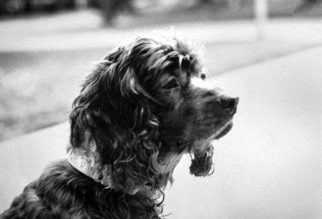 gunnrwilliams's tweet photo. Duchess the Cocker Spaniel sitting out and enjoying the weather. Shot with Rollei Retro 80s on my Nikon F3HP. I make dog art. #youwithdog #mybuddymypalmyfriend
.
.
.
#photography #photograph #gunnwilliams #gunnarwilliamsphotography  #dog #dogs #dogphotog… https://t.co/Mcr1rbfNA5 https://t.co/rgV6HOknCX