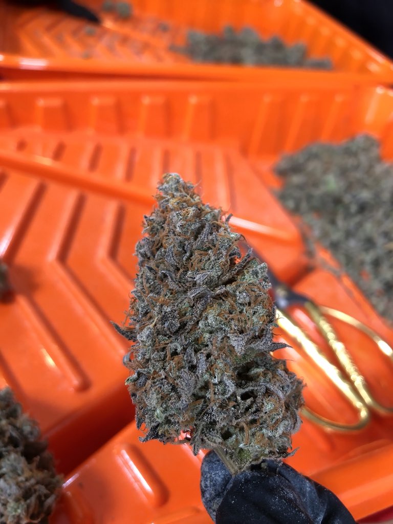 GreenBoxGrown's tweet photo. 🤤🌳The #ogkush buds just got their final haircut and damn they look DANK!🌳🤤 Now in the jars for the final #curing process❄️⛽️💯
.
.
.
.
.
#weed #cannabisgrowers #greenbox #greenboxgrown #bud #budporn #weedporn #weedporndaily #cannabis #cannabiscommunity #frostynugs https://t.co/0oVOejpUHJ