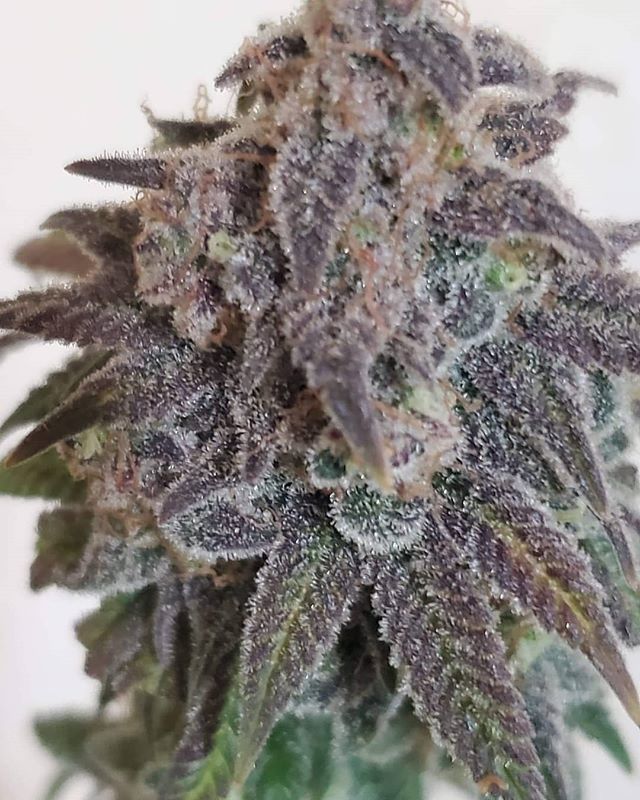 Pos1t1vePothead's tweet photo. #Repost @jonesin_genetics
・・・
#Totem is as gorgeous as ever!
#breeder #cannabis #weed #JonesinGenetics #StableCultivars #notlikebirdseedbreeders #AreyouJonesin #letsgrowtogether #specials #betteryougrow #themoreyouyield #resinproduction #420 #cannabi… https://t.co/SEIpjdCzBf https://t.co/8YAeM4xqNs