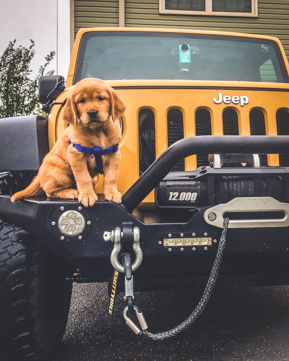 JeepTees's tweet photo. Unleashed. https://t.co/b6iJgEjDby
