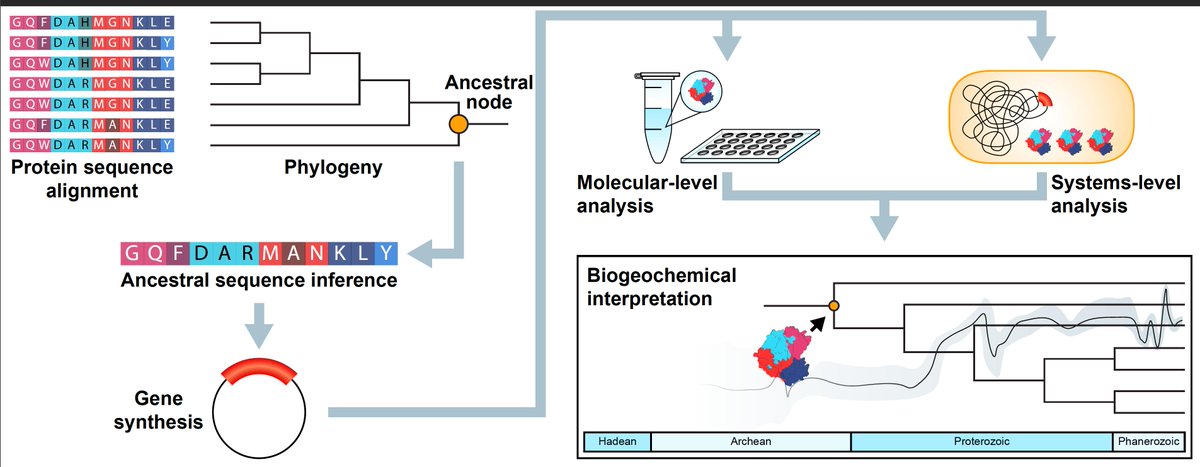 free glycomics