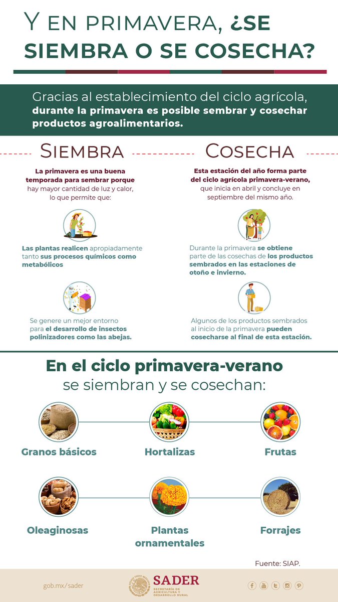 Agricultura_mex's tweet photo. Lo que debes saber de cómo se desarrolla el ciclo agrícola de primavera. https://t.co/Zo81Pj7Qi3