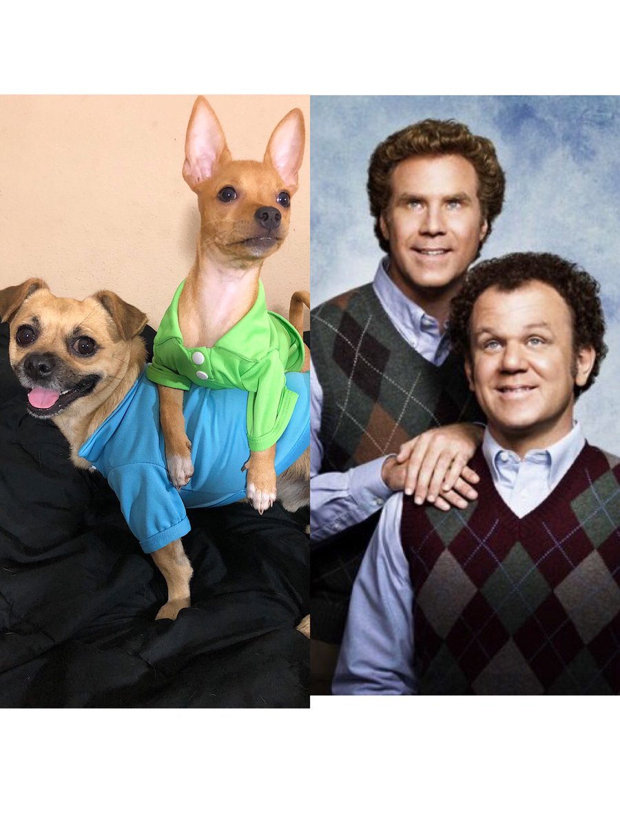 cookie_the_chug's tweet photo. Do y’all see the resemblance? 😂 https://t.co/Hdo0nfvniM