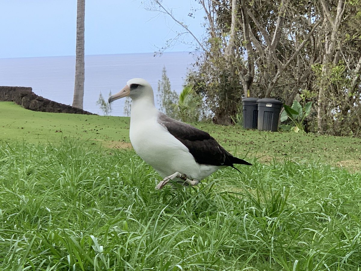 You can see that Kaloakuloa’s geolocator (attached to the leg back) is intact, so with any luck researchers should be able to get an idea about where KK has been since we last saw her!