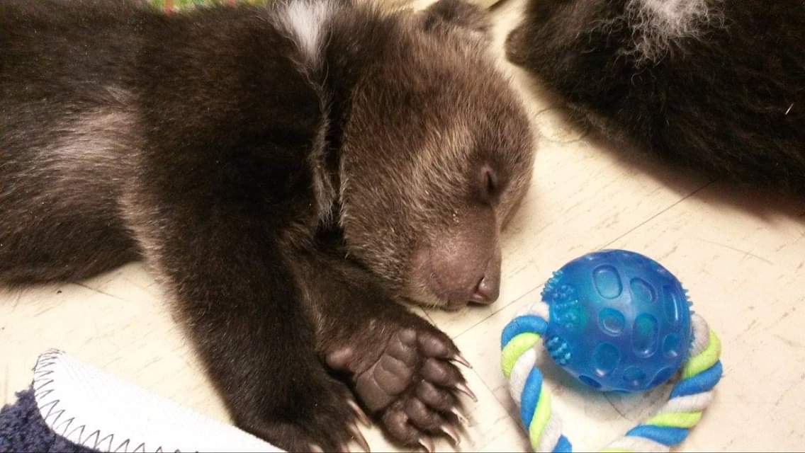 grizzlygirl87's tweet photo. @spoonbill_hank Grizzly bear cubs definitely have the #BestFeets https://t.co/1SIFBb9IAM