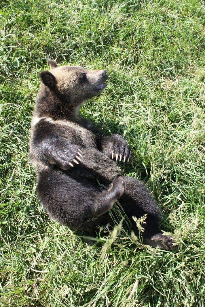 grizzlygirl87's tweet photo. @spoonbill_hank Grizzly bear cubs definitely have the #BestFeets https://t.co/1SIFBb9IAM