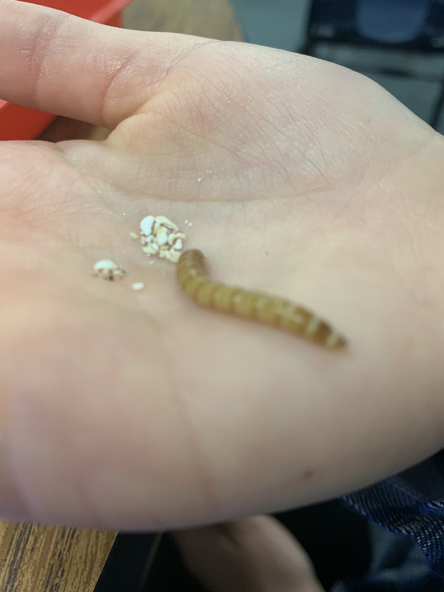 MrsMulkey5's tweet photo. These #mealworms are getting out of hand π @LISDScience @mrskimprice #scienceispunny #rm418 https://t.co/TVN0DpHlrr