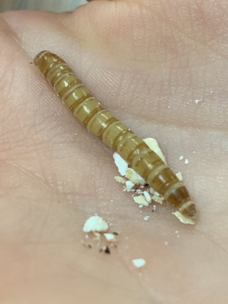 MrsMulkey5's tweet photo. These #mealworms are getting out of hand π @LISDScience @mrskimprice #scienceispunny #rm418 https://t.co/TVN0DpHlrr