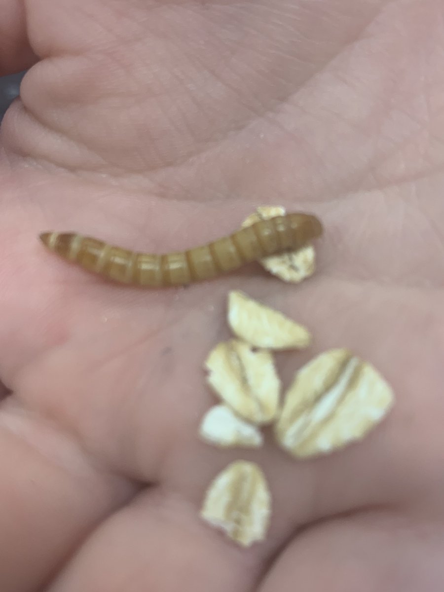 MrsMulkey5's tweet photo. These #mealworms are getting out of hand π @LISDScience @mrskimprice #scienceispunny #rm418 https://t.co/TVN0DpHlrr