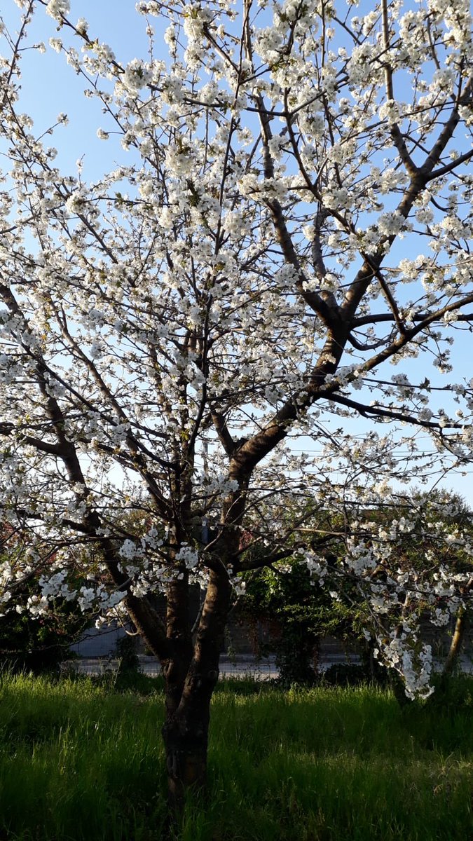 ladymarriott's tweet photo. Il Mio Posto del ♥️#primavera2019🌸 https://t.co/O45tSc9A7V