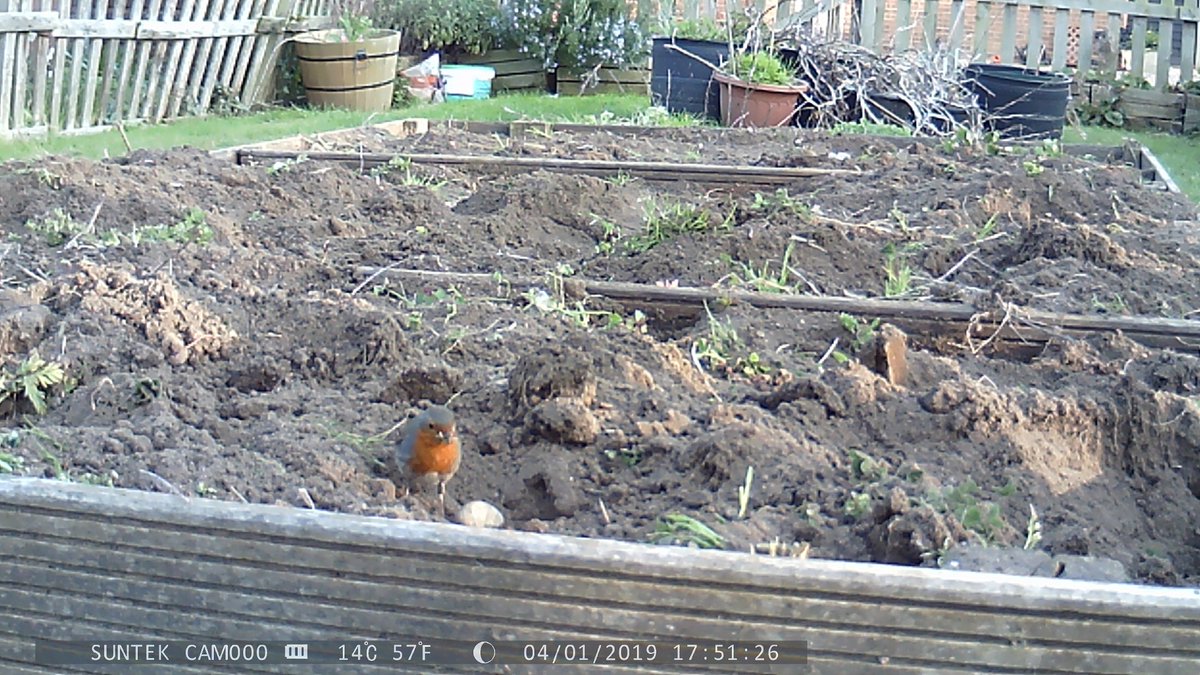 HolmwoodHouse's tweet photo. No sooner had work begun on preparing the Prep school garden for this year's vegetable planting than this bold little robin started pinching the worms. He even found time to pose for the camera! Don't forget to get growing for our annual Produce Show in September. #HHActivities https://t.co/lHIcrV1h3P
