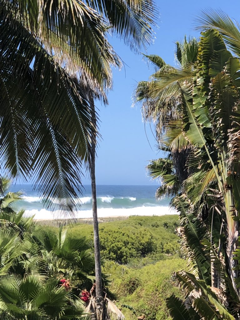 PalmOrchard's tweet photo. Enjoying the view. The Pacific never gets old. #mimexico #TodosSantos https://t.co/jttVdkRxif