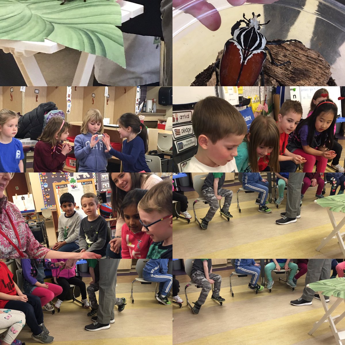 MarvelousMoring's tweet image. Thank you LSS PTO for bringing us Bugworks!  The children learned about life cycles, habitats and characteristics of insects.  We even got to meet a Goliath Beetle from Africa and Rosie the tarantula!  ⁦@LSSNorthboro⁩ ⁦@MarvelousMoring⁩   #bugworks