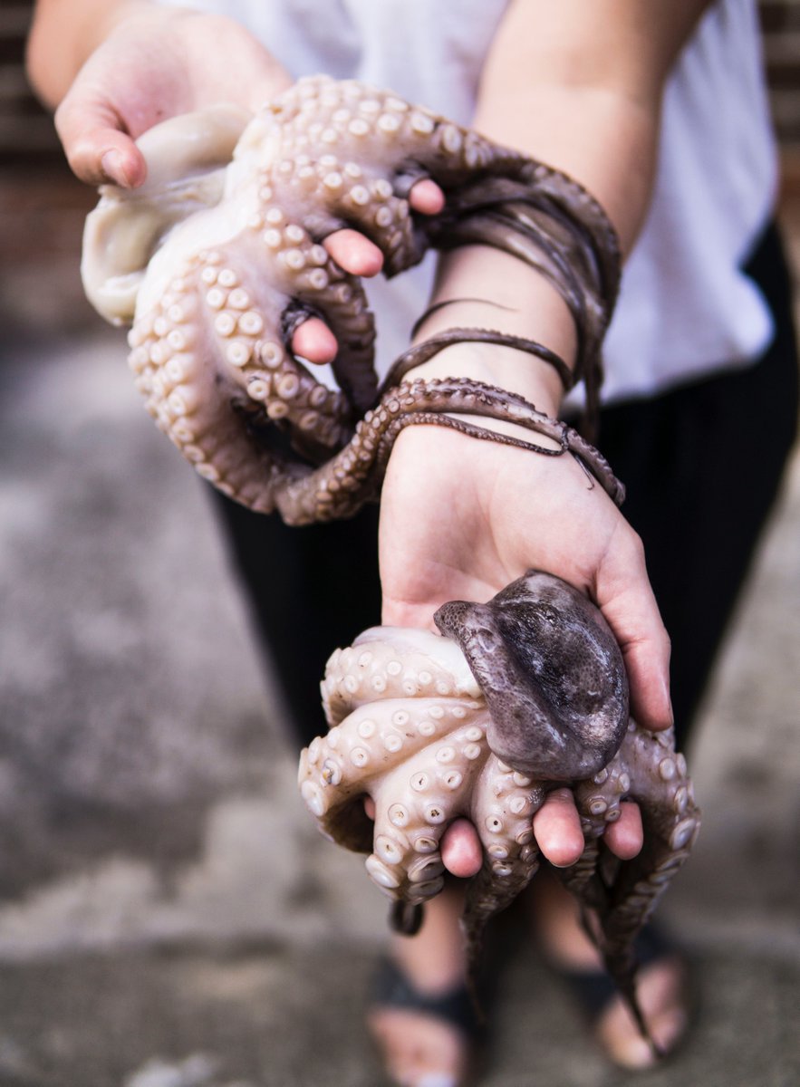 CompassCs's tweet photo. Did you take a #guess at which sea creature has three #hearts? The answer is..a slimy #octopus! One #heart pumps #blood throughout the body and the two others transport it to their gills! #CCSGetsSmart https://t.co/oUC2GrbXf9