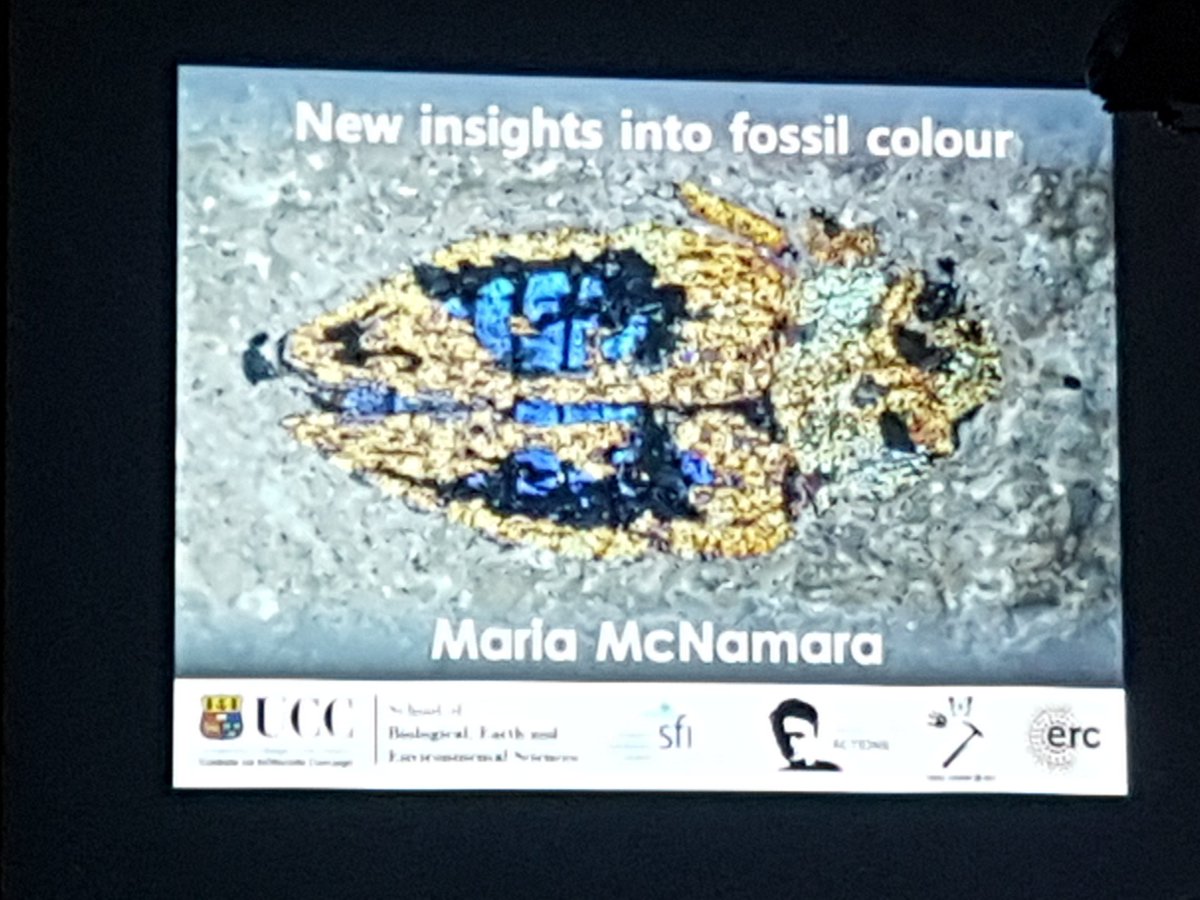 Great talk on fossils and colour by Dr Maria McNamara @EOS_NUIG