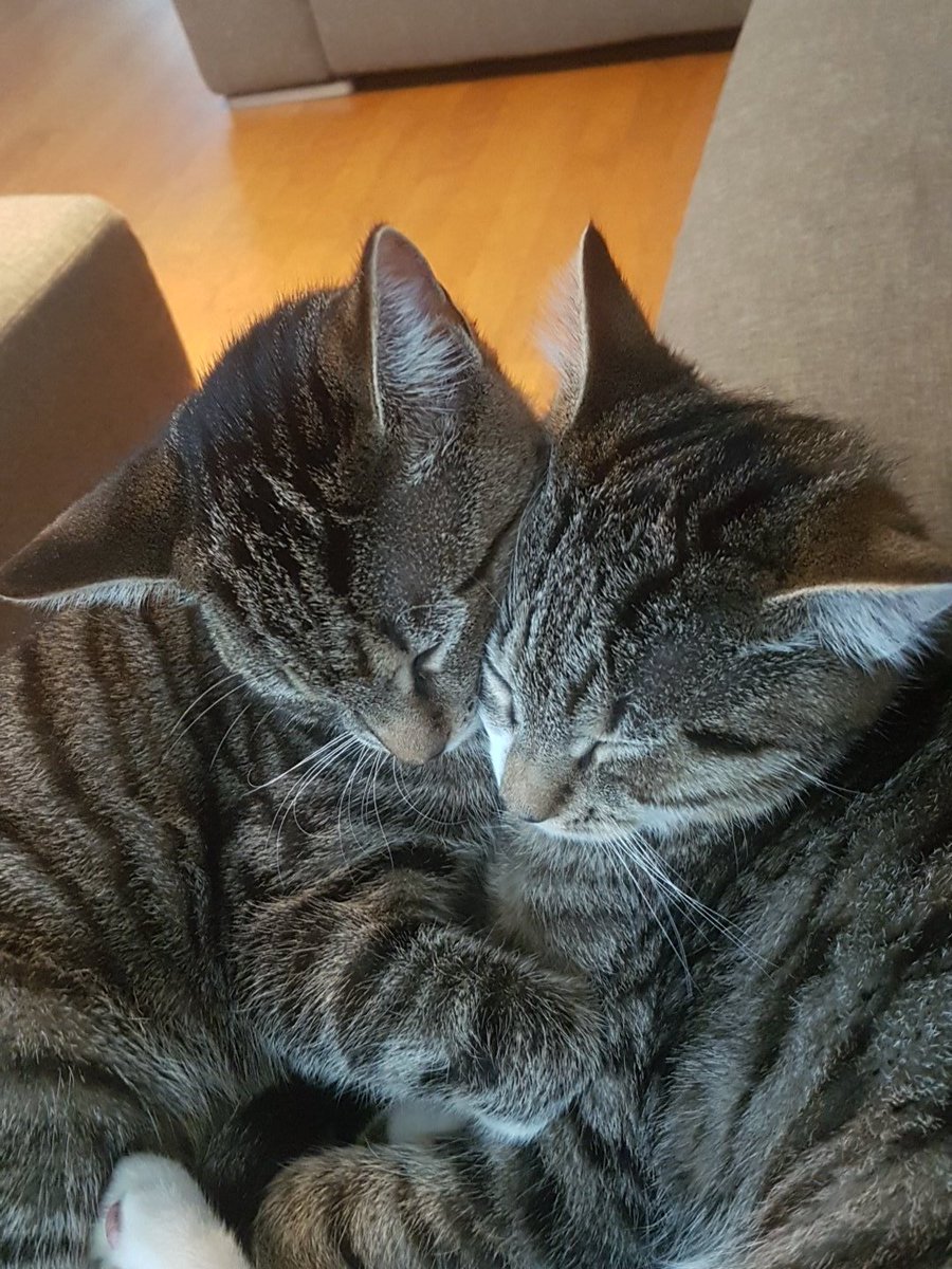 Links is heel sip want rechts is al een paar dagen weg😕. Wij zijn ook sip. Hopelijk alleen zn eh..libido achterna  en straks moe weer thuis!