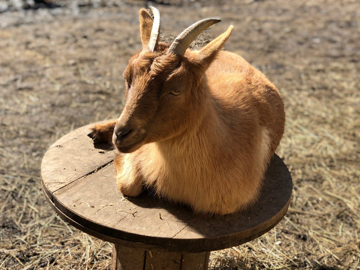RileyFarmRescue's tweet photo. A perfect #goatmodel Honey Pants 😍🤩🐐 I can't wait to get home to everyone!Periodically I have to travel around the US for work and it's always tough to leave my family & the animals.I wish I was able to worm from home,but my career is not on that path
👋2her sponsor @ziva_rue https://t.co/MVdTtSM7Nf
