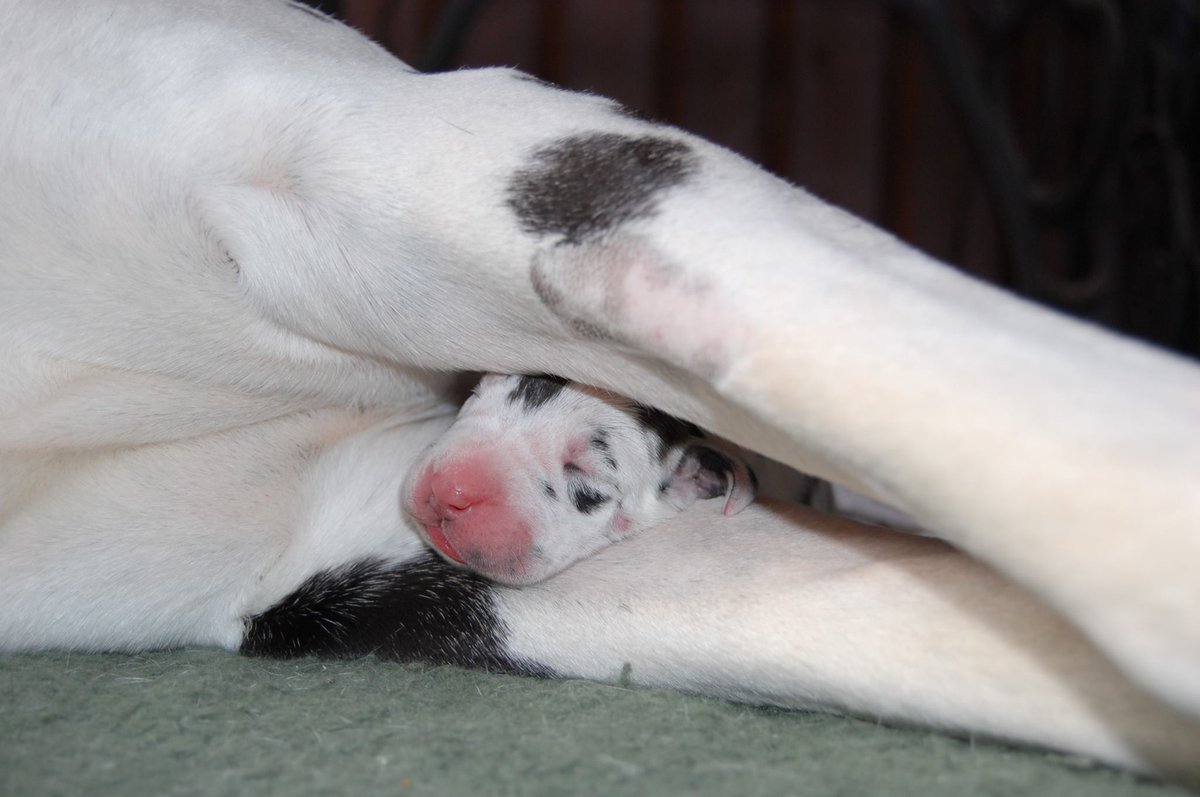 Harlequin Great Dane puppy Chaos sleeping between her mom's front legs.