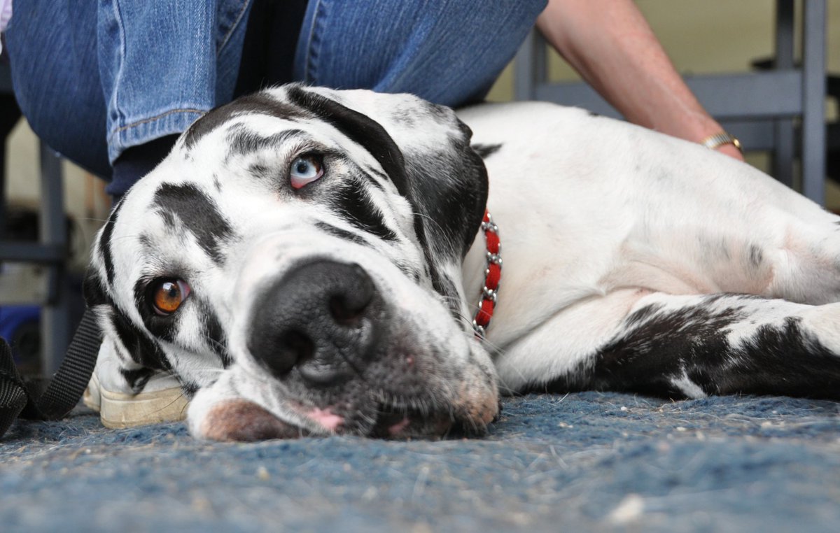 Harlequin Great Dane Chaos laying flat on her right side looking into the camera. Her right jowl is bunched up against the floor. Her right eye is brown and her left eye is blue.