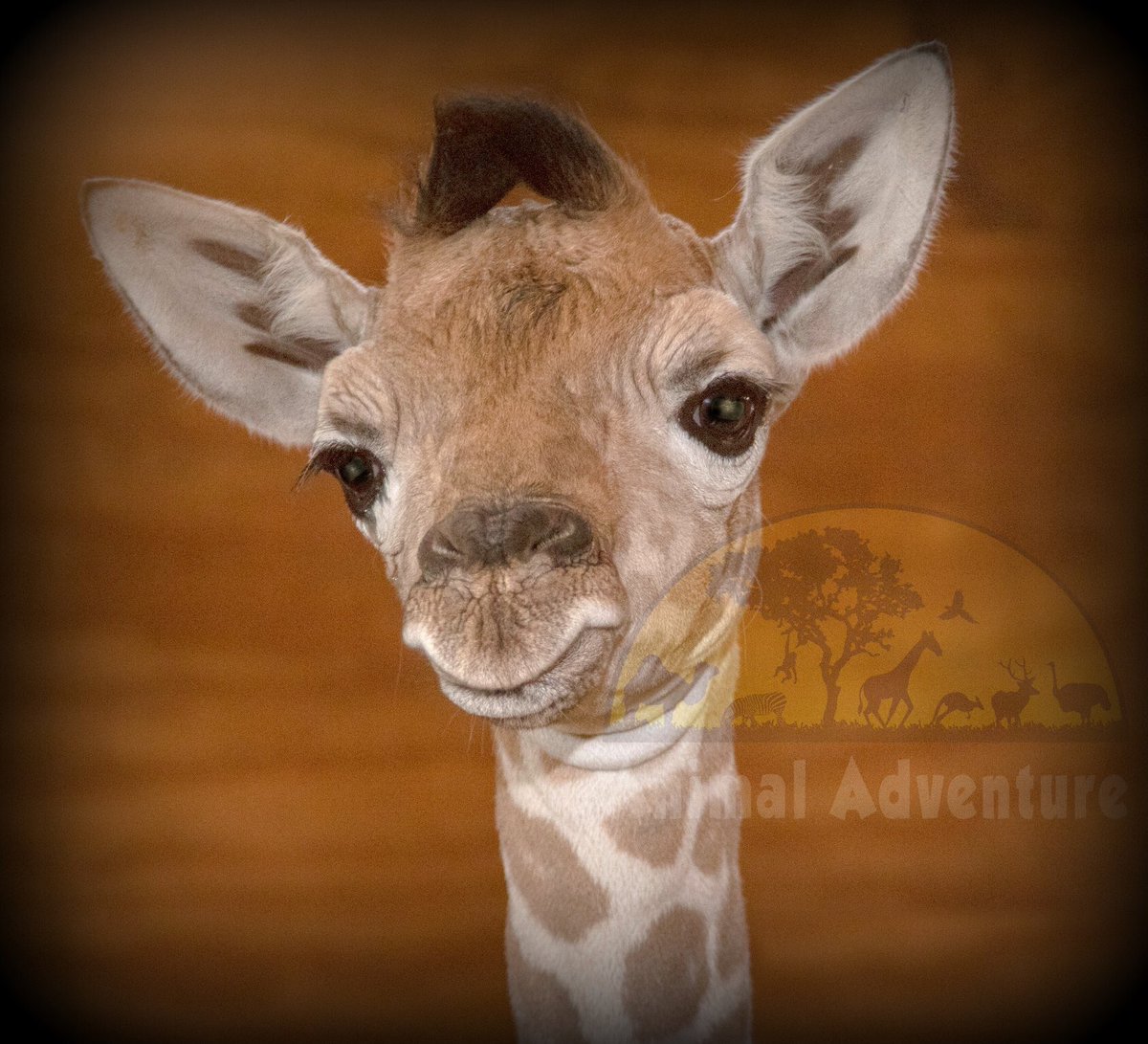 AziziTheGiraffe tweet media