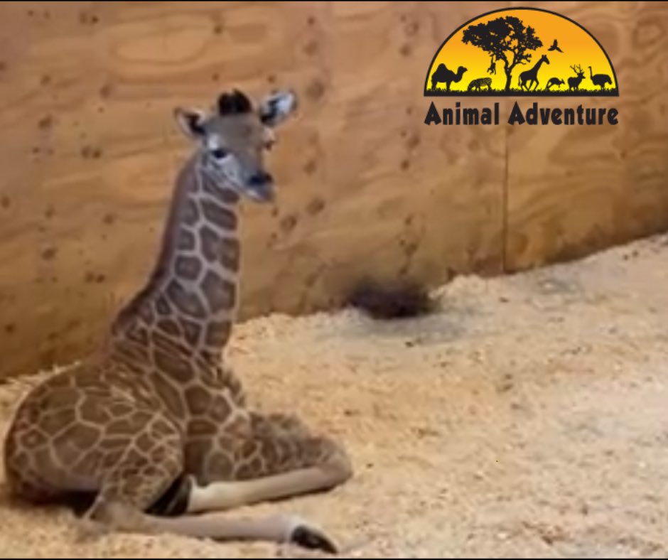 AziziTheGiraffe tweet media