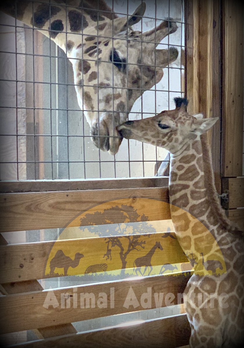 AziziTheGiraffe tweet media