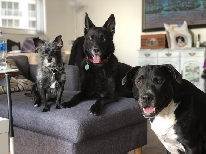 @_snakebutt My children are the two on the left and their BFF on the right 🐶 https://t.co/1mItFTNI5c<a class="tags" target="_blank" title="On Twitter" href="/?out=eyJ0eXAiOiJKV1QiLCJhbGciOiJIUzUxMiJ9.eyJpYXQiOjE3MjE5Mjg4NjMsImlzcyI6InR3cG9ybnN0YXJzLmNvbSIsIm5iZiI6MTcyMTkyODg2MywiZXhwIjoxNzUzNDY0ODYzLCJyZWRpcmVjdF91cmwiOiJodHRwczovL3R3aXR0ZXIuY29tL19zbmFrZWJ1dHQifQ.gltT_ZHincof80FzXSMGjJ0GxRjCsGklp7O10-KM-YTQCCsYRP6tJ-VUNEUNv-pI1sMz4jepRu1H9Di6Xsttrw">@_snakebutt</a><a href="/tag/nationalpuppyday"class="tags"><span>#nationalpuppyday</span></a>