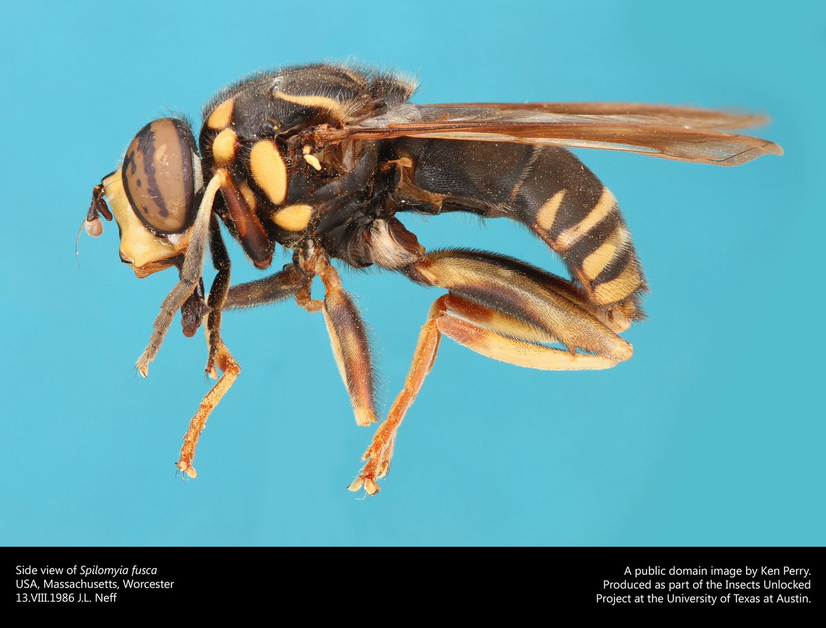 A wasp-mimicking hover fly, Spilomyia fusca. New public domain image by Ken Perry!