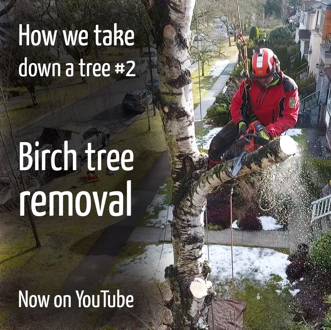 ClimbingArb's tweet photo. New video now on YouTube.
We document how we go about removing a Birch tree infected with Bronze Birch borer.
https://t.co/EFFa8Tq0Ww https://t.co/WaFn1FWu0s