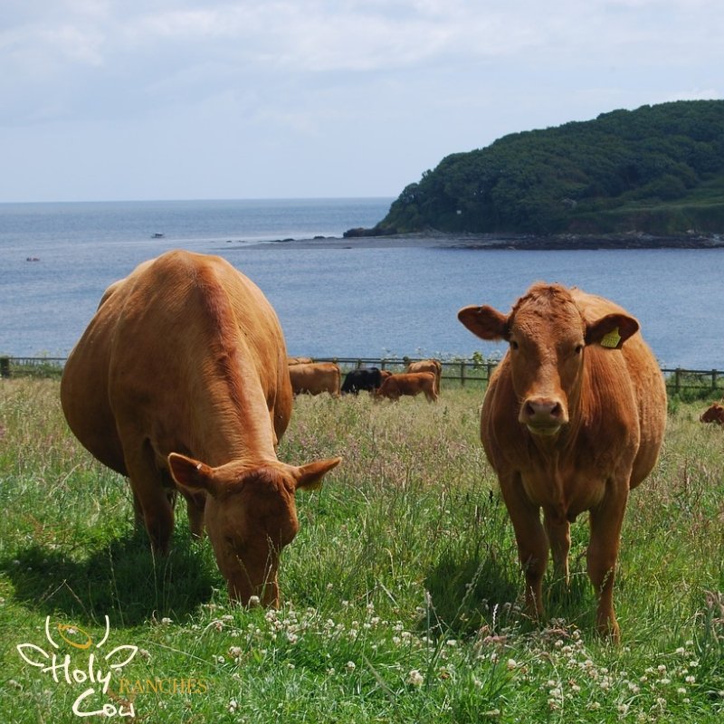 HolyCowRanches's tweet photo. With approximately 142,000 cows, Hawaii has more cattle than 8 other states in the US! Sadly, Hawaii also has a large food-insecurity issue. Join us to fight this issue!

#HolyCowRanches https://t.co/OjfcSCe90x