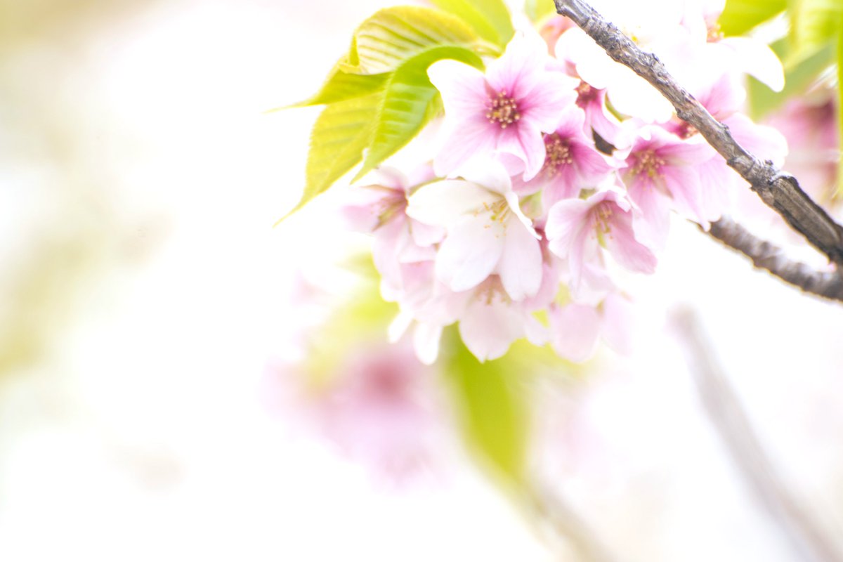 石井麻木 かわいい かっこいい 桜 桜咲く 石井麻木 かわいい かっこいい 桜 桜咲く