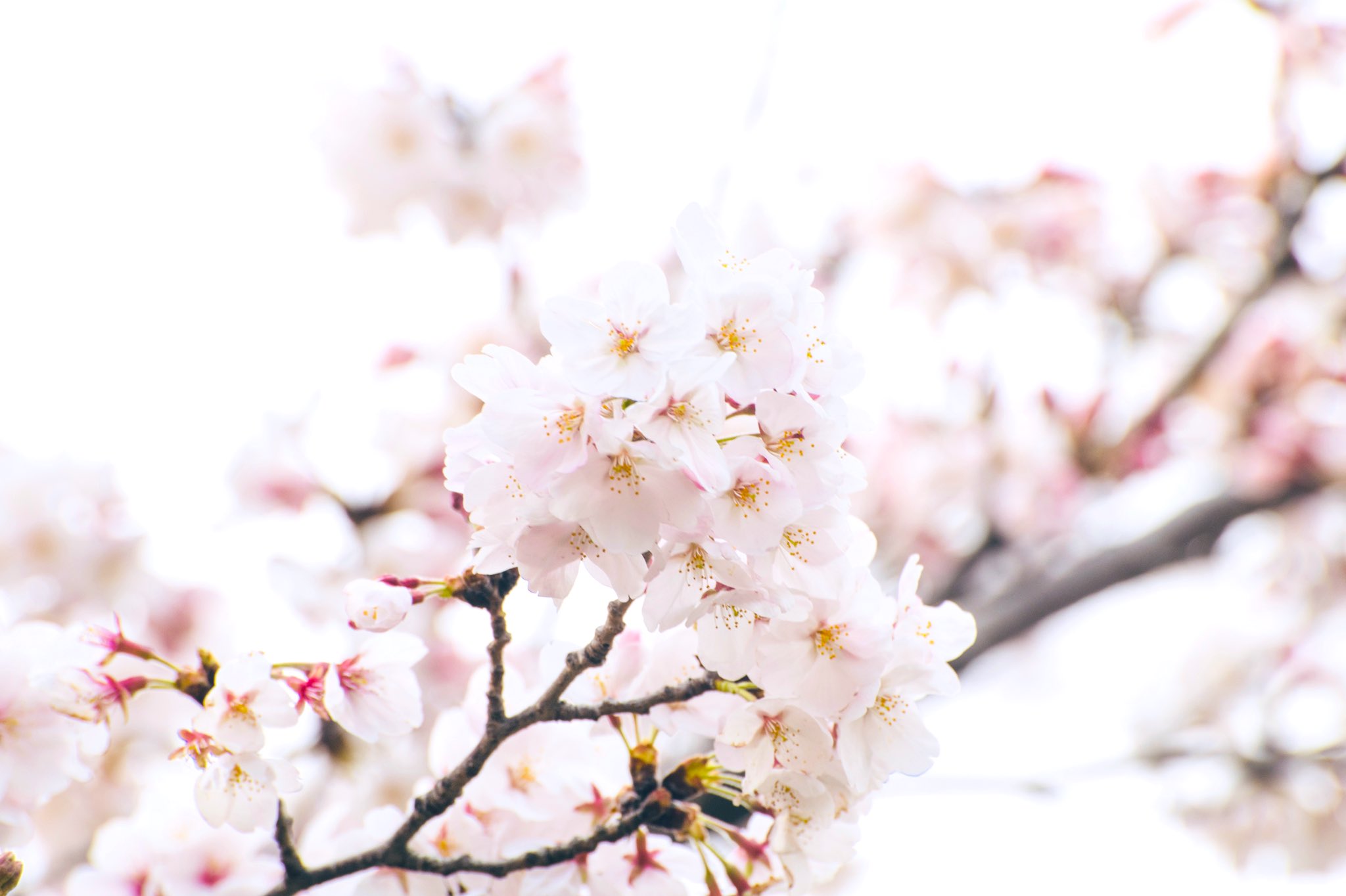 石井麻木 かわいい かっこいい 桜 桜咲く T Co Sllcjrgvak Twitter