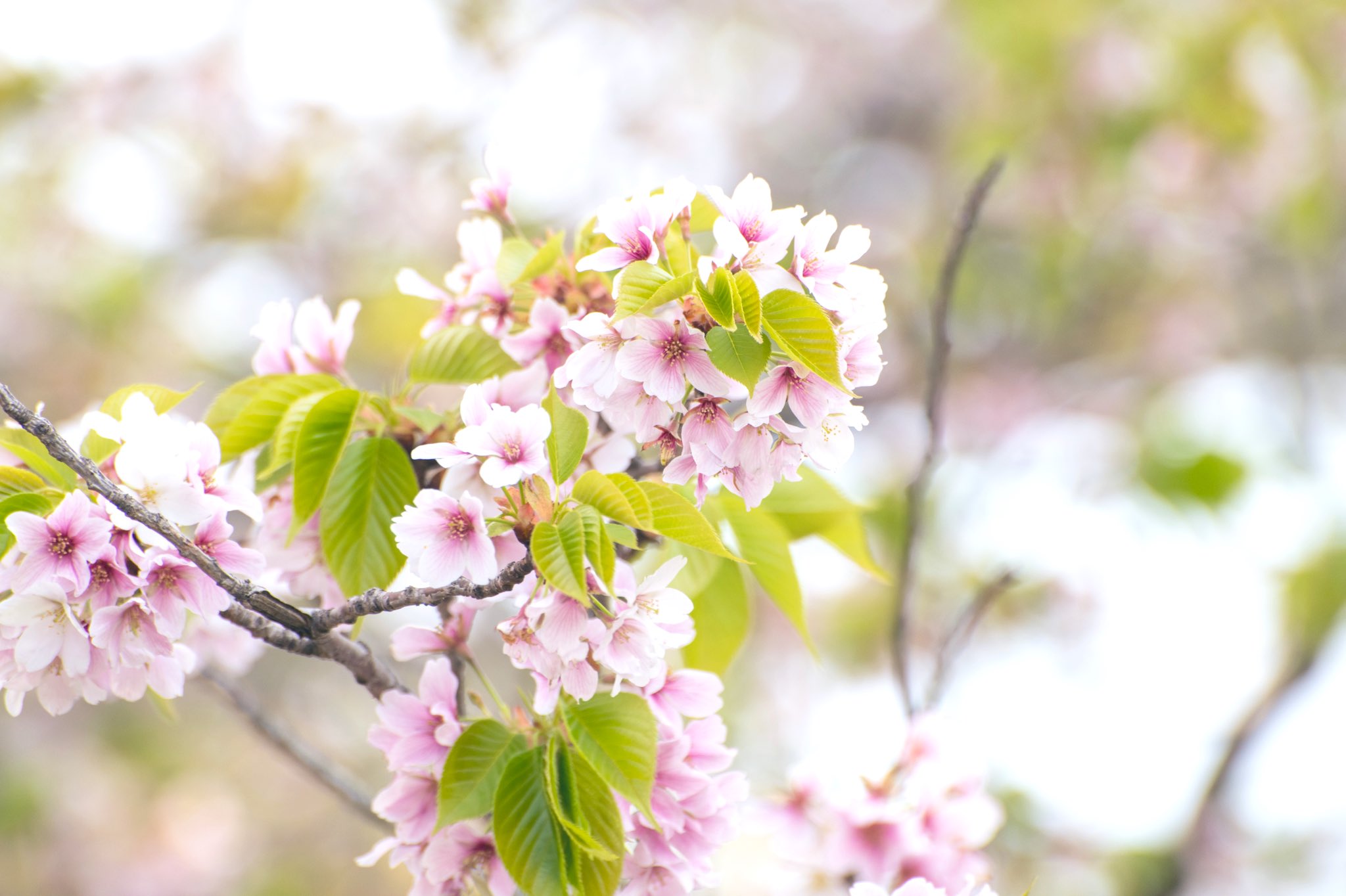توییتر 石井麻木 در توییتر かわいい かっこいい 桜 桜咲く T Co Sllcjrgvak