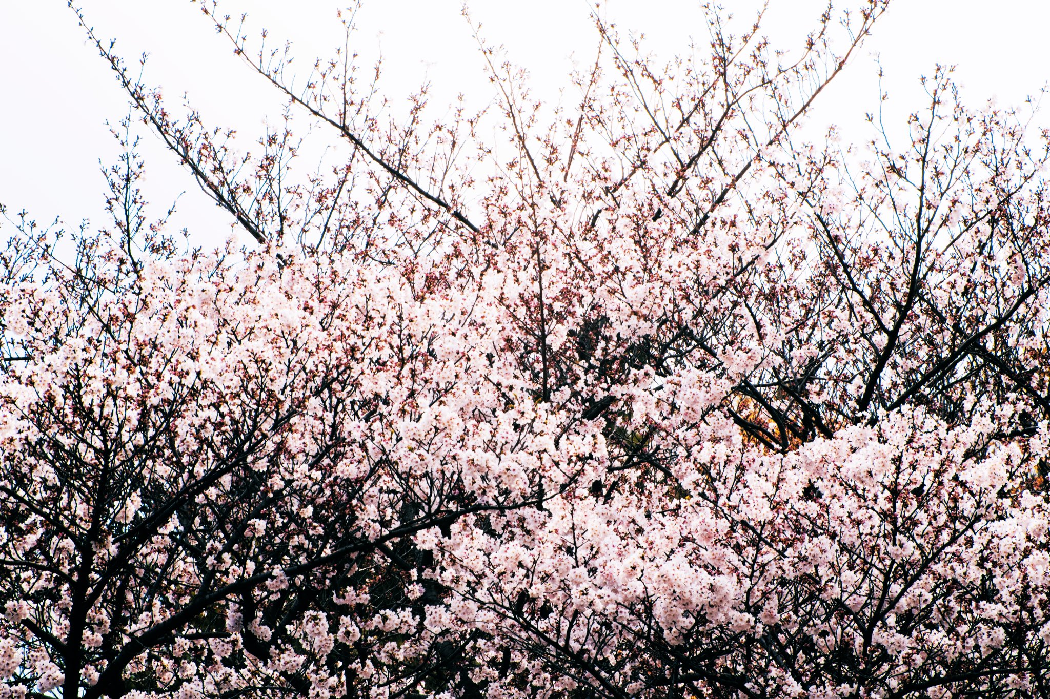 توییتر 石井麻木 در توییتر かわいい かっこいい 桜 桜咲く T Co Sllcjrgvak