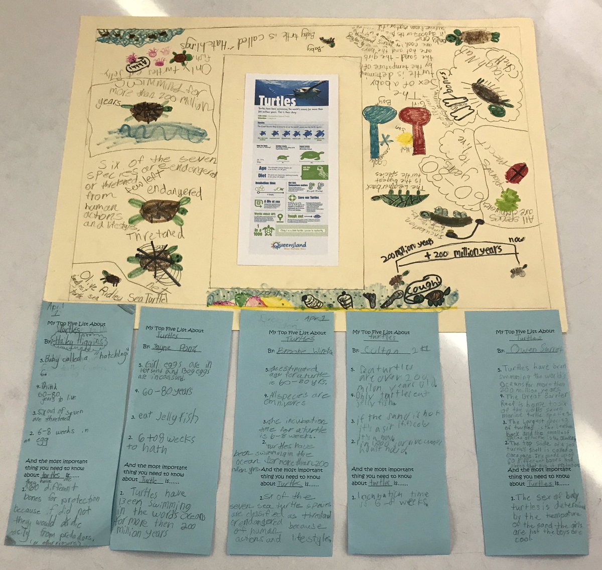 beach5girl's tweet photo. Using infographics to gather facts about terrapins and sea turtles, then @SIOPModel “Concretize It” to combine independent thinking with group ideas @CalvertUDL Win! Win! https://t.co/BqrmkBrwiL