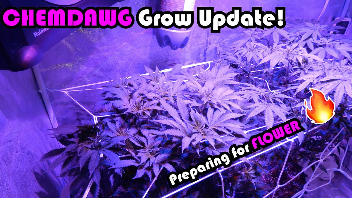 GreenBoxGrown's tweet photo. Latest video from the Chemdawg Grow Series is now available!

 Week 8 Vegetation: Preparing for Flower https://t.co/lsp2lXW2d6

#homegrown #cannabis #weedporn #indoorgrow #chemdawg #mmj #lst #scrog #growyourown https://t.co/8EMIultfD0