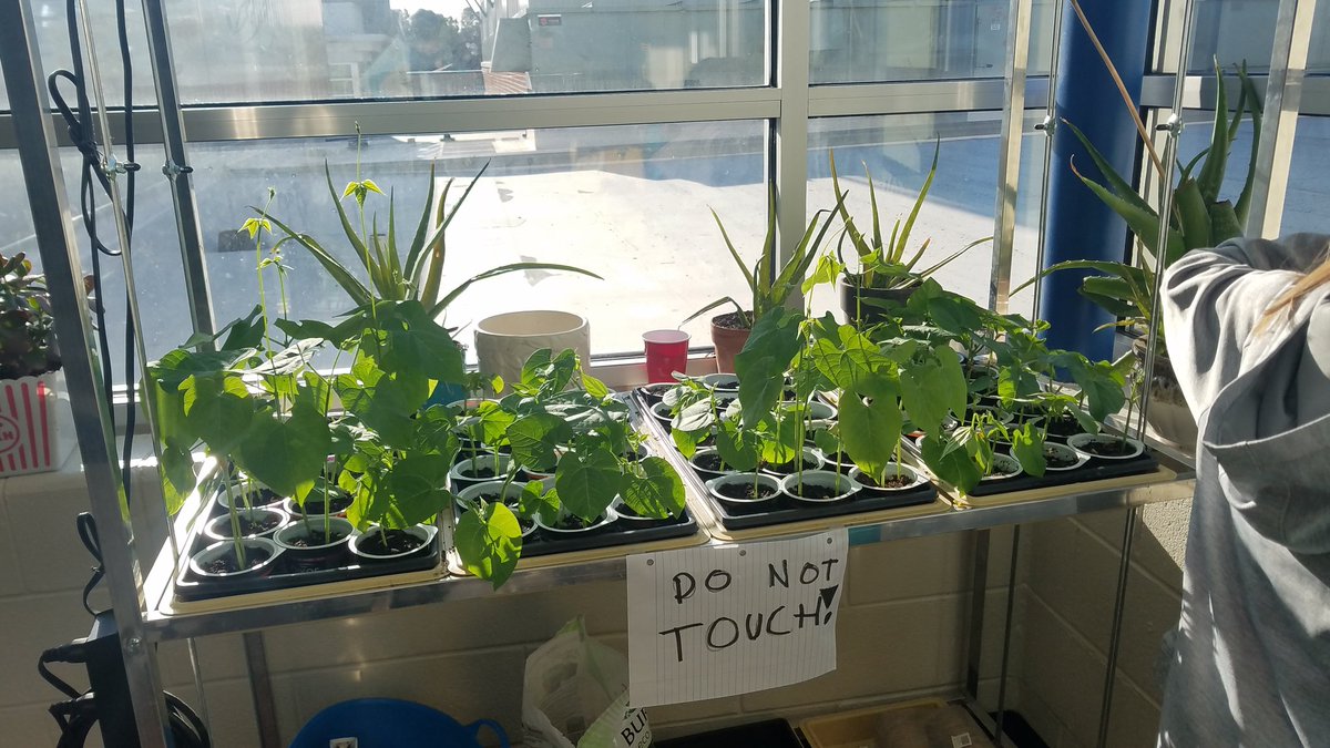KarolaScarce's tweet photo. Join the Weeding & Reading Club @TClayWoodES STEAM night is April 11 at 5:30p.m. We will have the Great Green Bean Giveaway! Free green bean plants to the first attendees! #TimberwolvesROCK #springtwitterchallenge @AndrewBuchheit https://t.co/Nm9pS3MVt0
